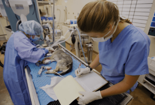 Spaying/Neutering