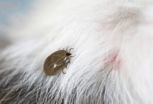 Flea and Tick Prevention