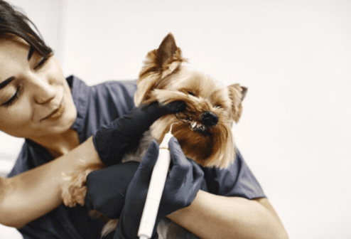 Dental Cleanings